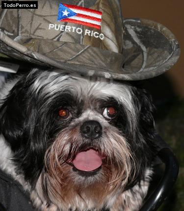 La foto del perro