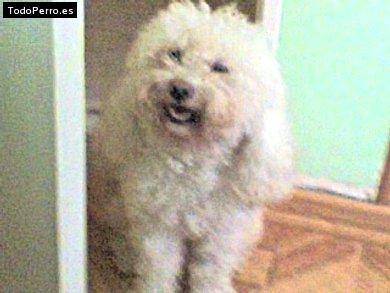 Foto del perro Tomas