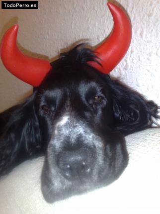 La foto del perro