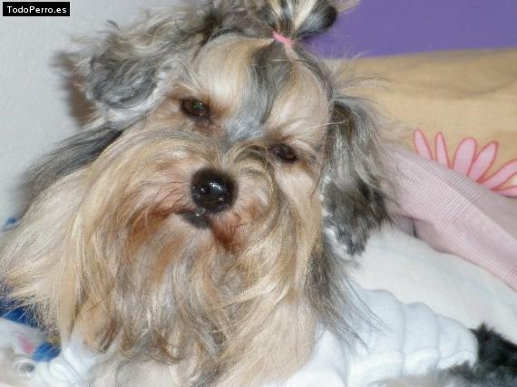 La foto del perro