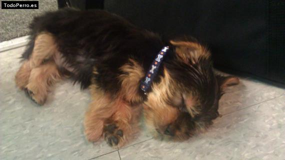 La foto del perro