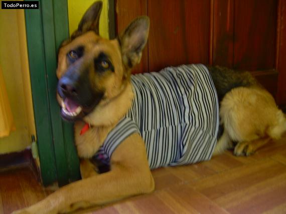La foto del perro