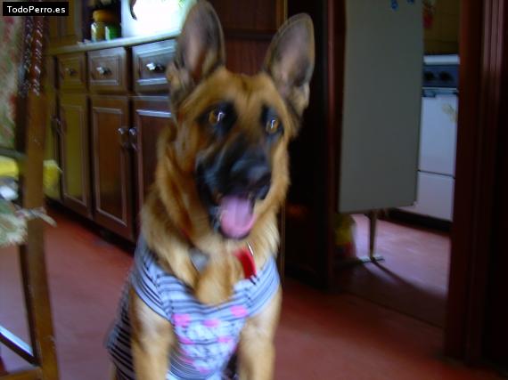 La foto del perro