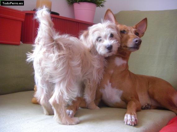 La foto del perro