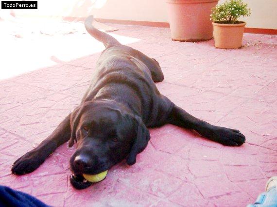 La foto del perro