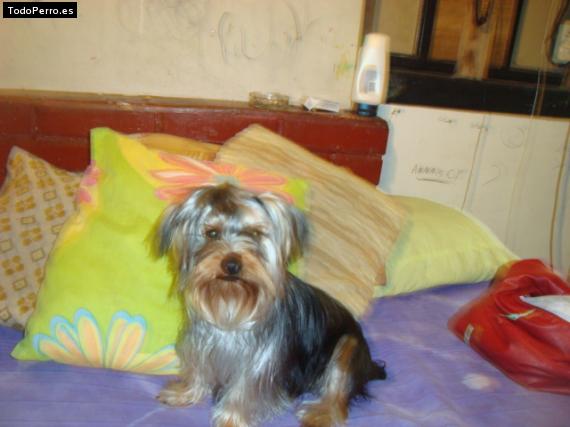 La foto del perro