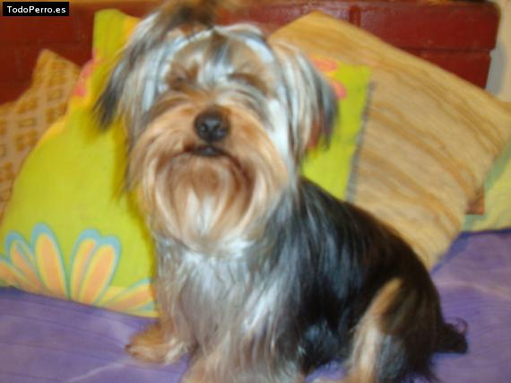 La foto del perro