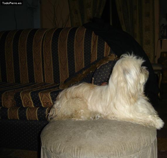 La foto del perro