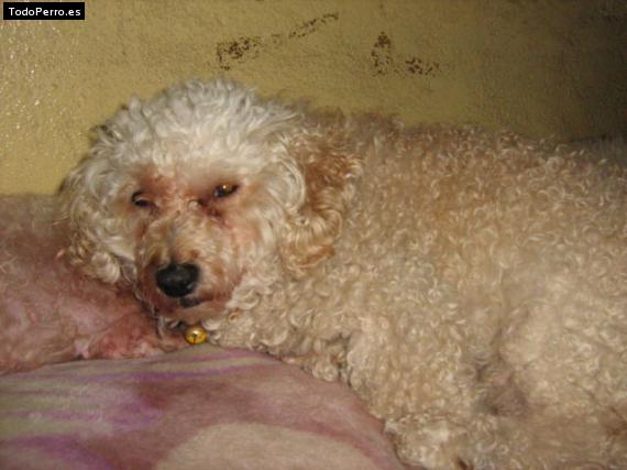 La foto del perro