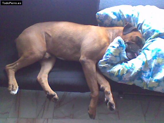 La foto del perro