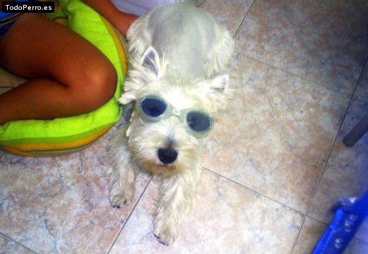La foto del perro