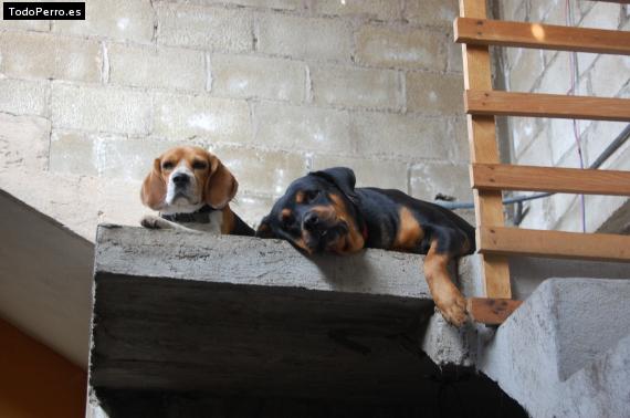 La foto del perro