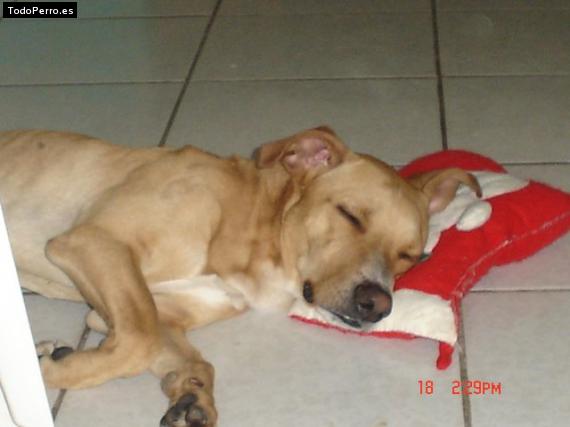 La foto del perro