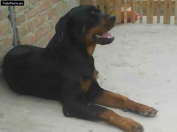 La foto del perro