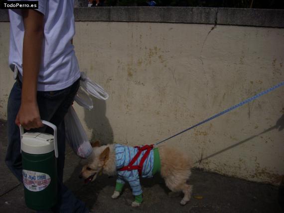 La foto del perro