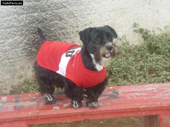 La foto del perro