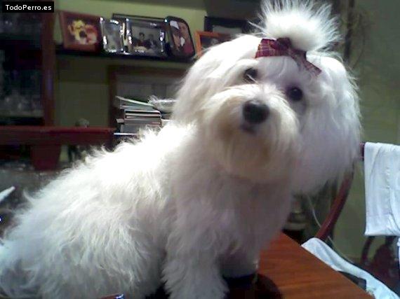La foto del perro