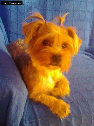 La foto del perro