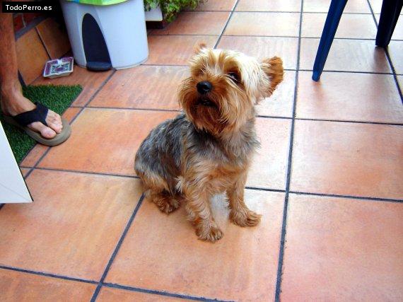 La foto del perro