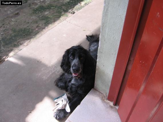 La foto del perro