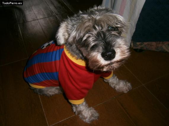 La foto del perro