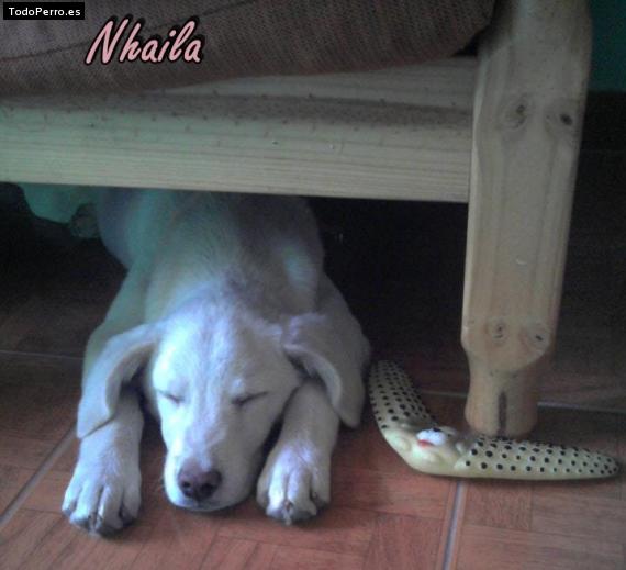 La foto del perro