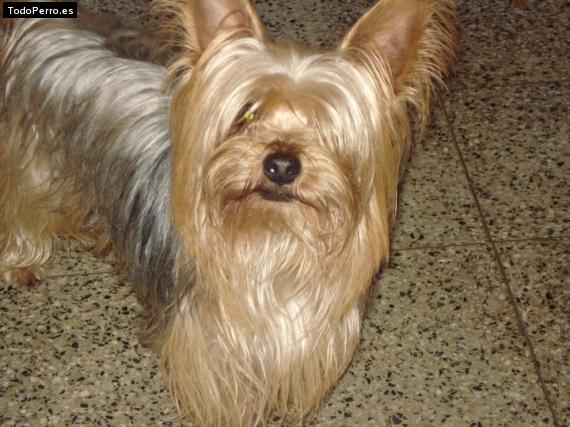 La foto del perro