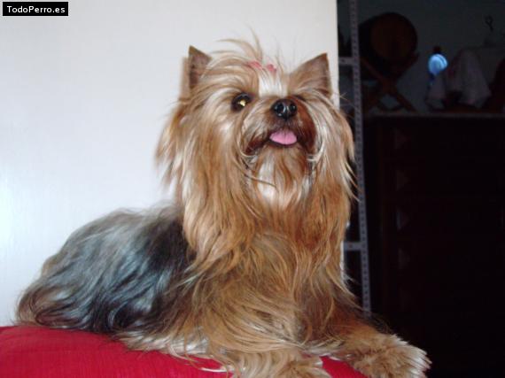 La foto del perro