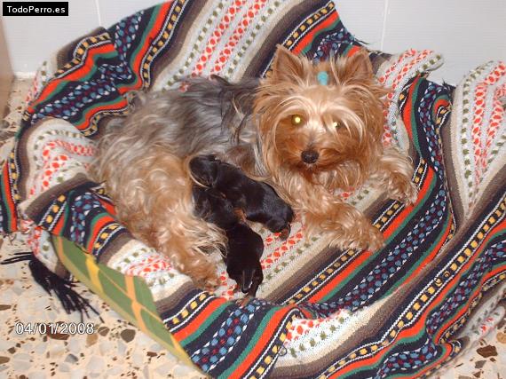 La foto del perro
