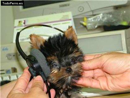 Foto del perro Canica
