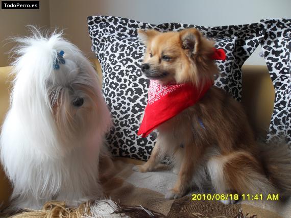 La foto del perro