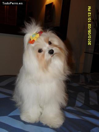 La foto del perro