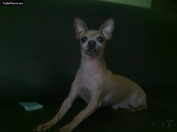 La foto del perro