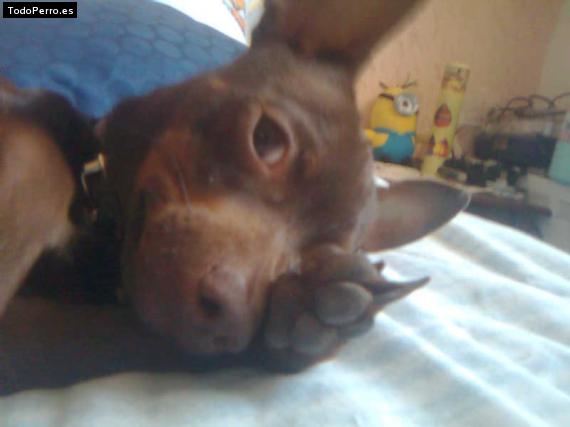 La foto del perro