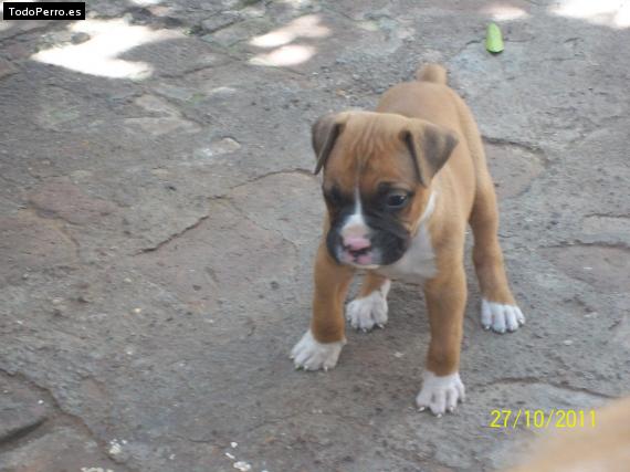 Foto del perro Rompope