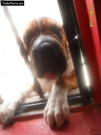 La foto del perro