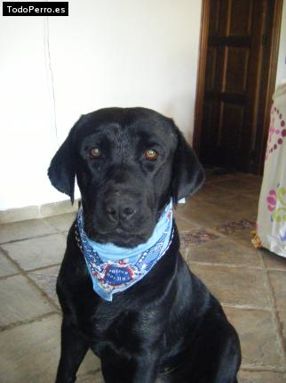 La foto del perro