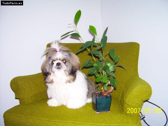 La foto del perro