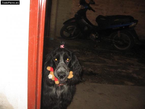 La foto del perro