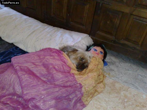La foto del perro