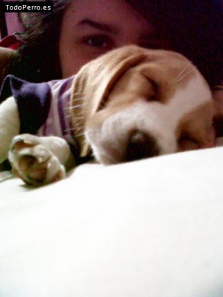 La foto del perro