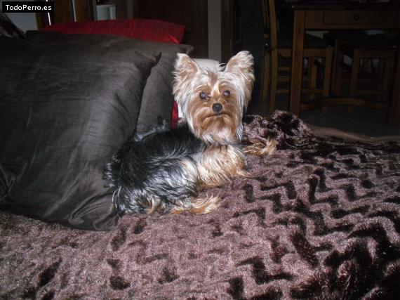 La foto del perro