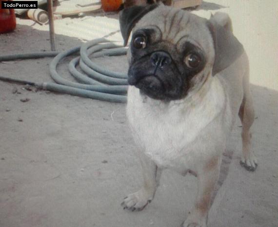 La foto del perro