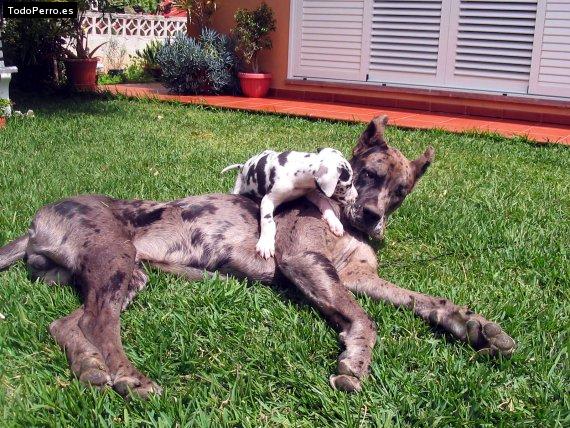 Foto del perro Tigre y shira