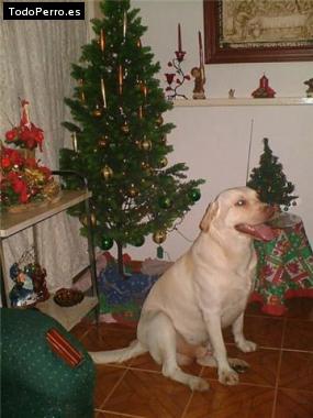 La foto del perro