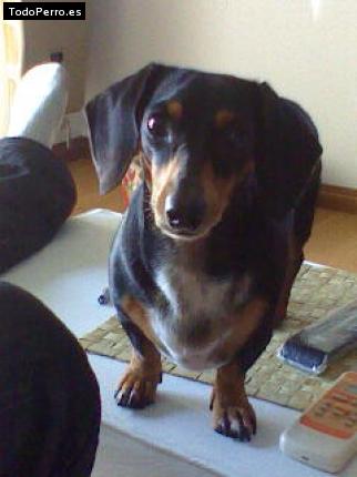 La foto del perro