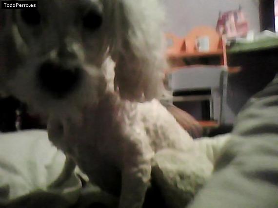 La foto del perro