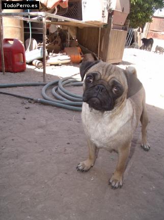 La foto del perro