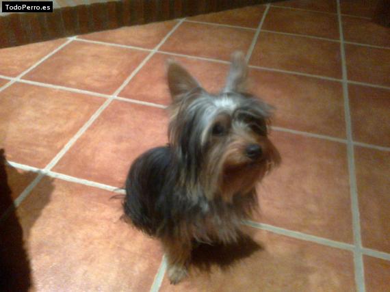 La foto del perro