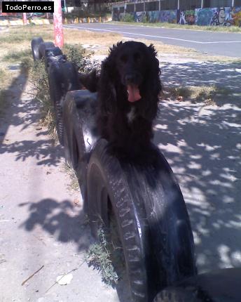 La foto del perro